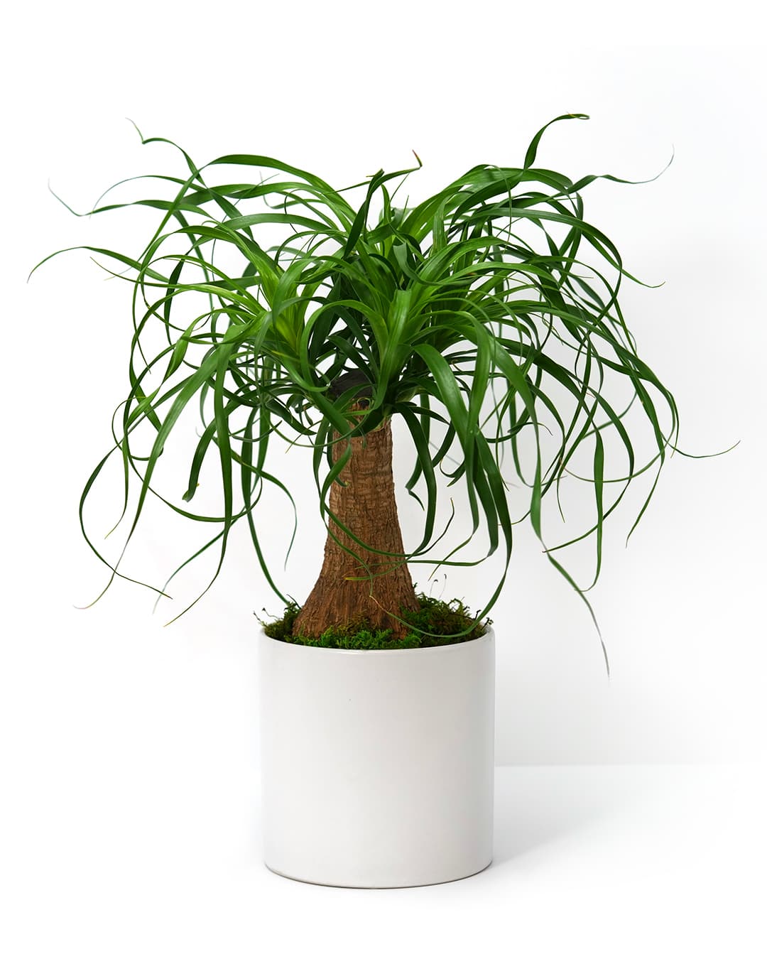 Corporate flowers